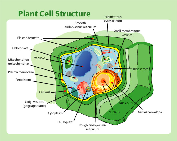 plantCell.jpg